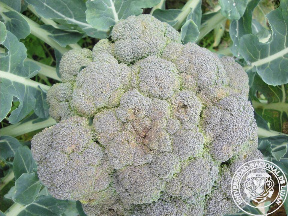 BRÓCOLI Patología Vegetal